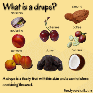 4 Fun & Tasty Ice Cream Toppings. What is Drupe? A Drupe is a flashy fruit with skin and a central stone containing the seed. Spoonabilities.com