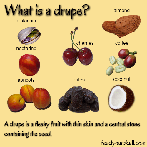 What is Drupe? A Drupe is a flashy fruit with skin and a central stone containing the seed. Spoonabilities.com