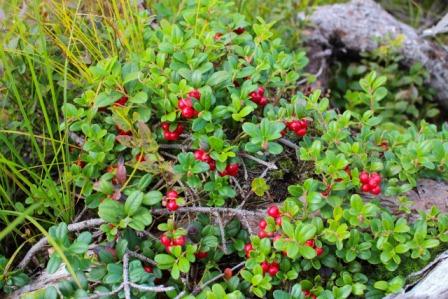 Lingonberry Fruit Tree photo by Kjerstin_Michaela