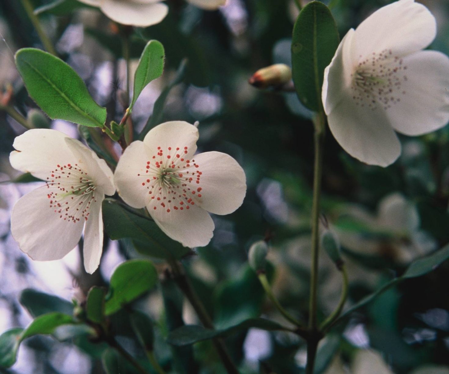 Eucryphia lucida - Leatherwood - Flowers. photos by https://www.whitehousenursery.com.au/trees-and-shrubs/display/467-eucryphia-lucida-tasmanian-leatherwood