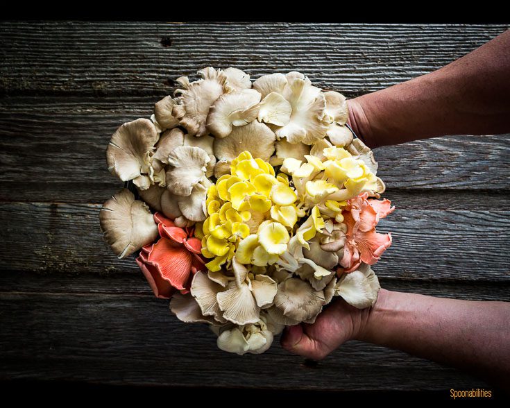 My hands holding a mixed Oyster mushrooms bouquet. Spoonabilities.com