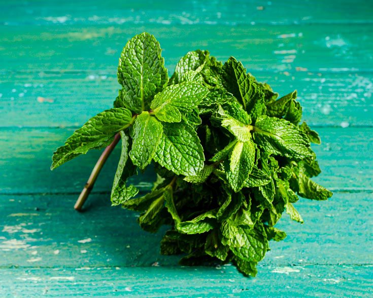 bunch of fresh mint sprigs on a green background